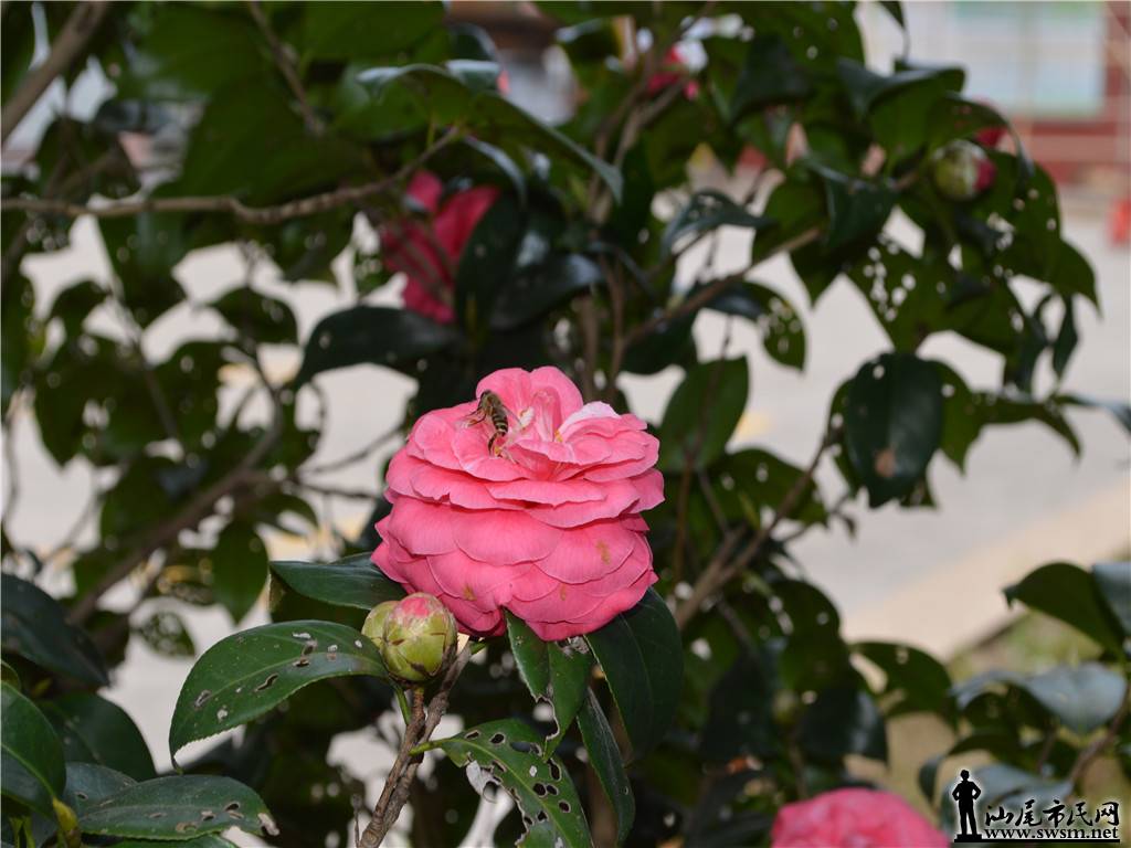 DSC_0097.jpg
