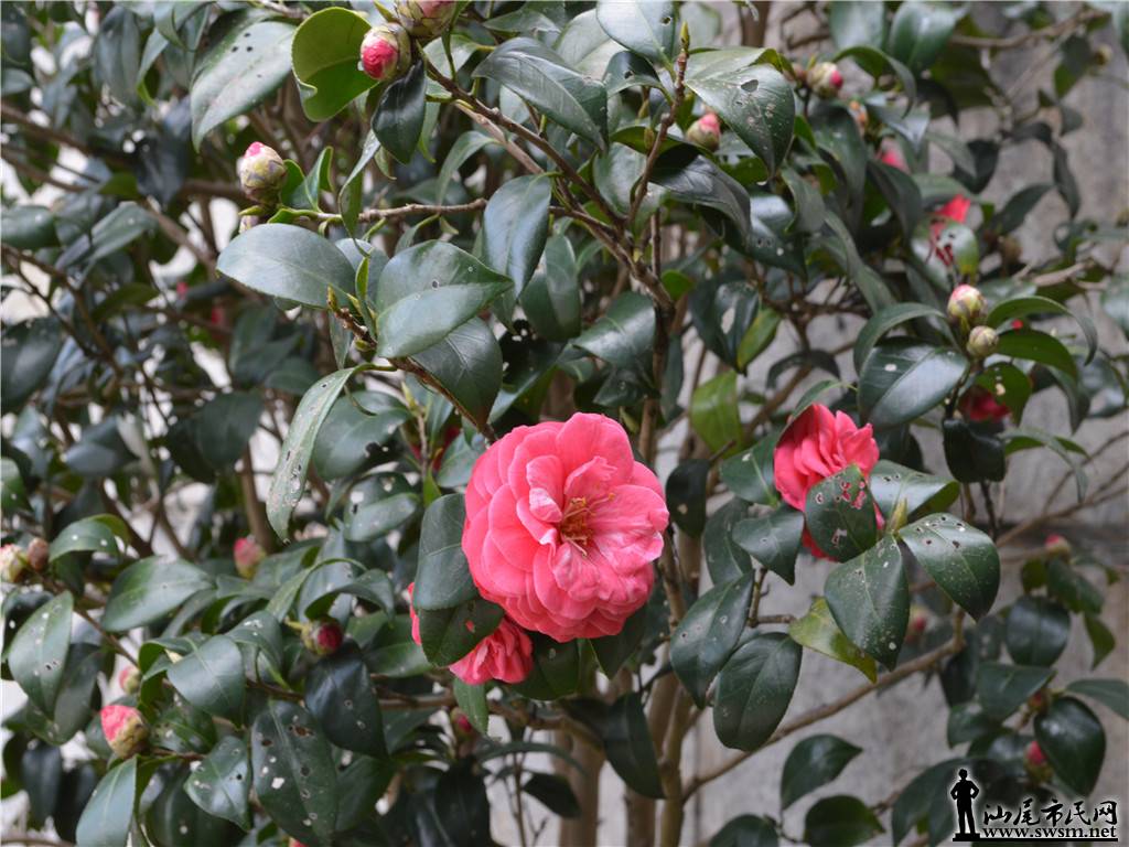 DSC_0098.jpg