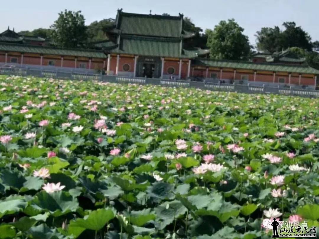 荷花池卖婚纱的地方_荷花池简笔画