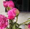 ���ҩ��������ǳ��