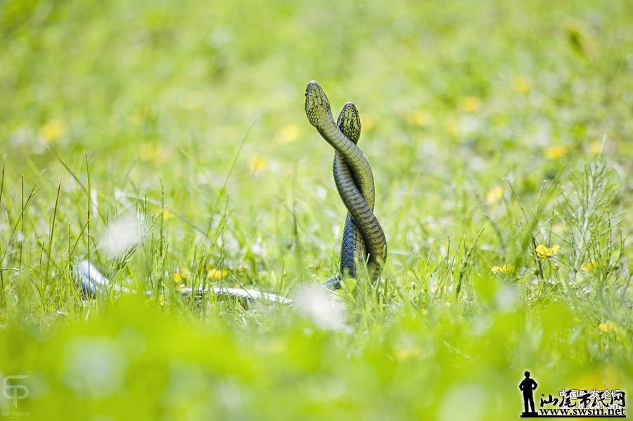 户外运动遇到毒蛇怎么办?