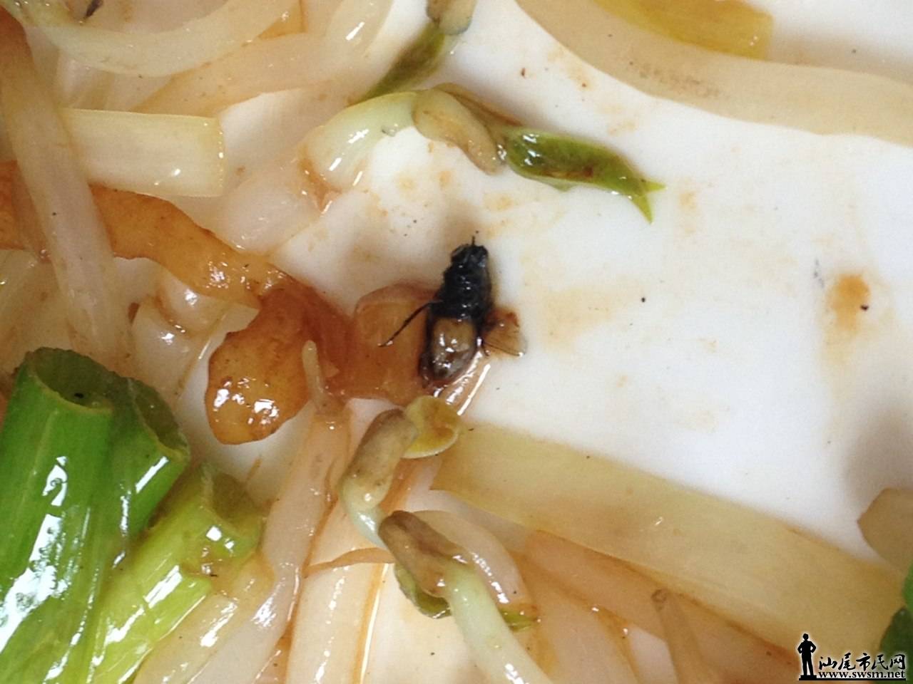 海丰*鹏大酒店乌冬面中惊现苍蝇(图)