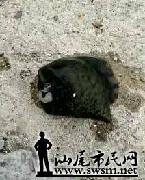 QQ��ͼ20170514073443.jpg