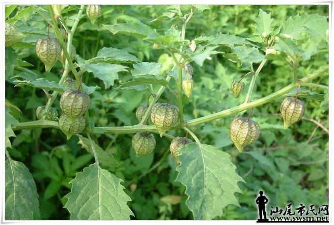 治热痢脓血,热淋,血淋,带下,痈肿恶疮,丹毒,痕疬.