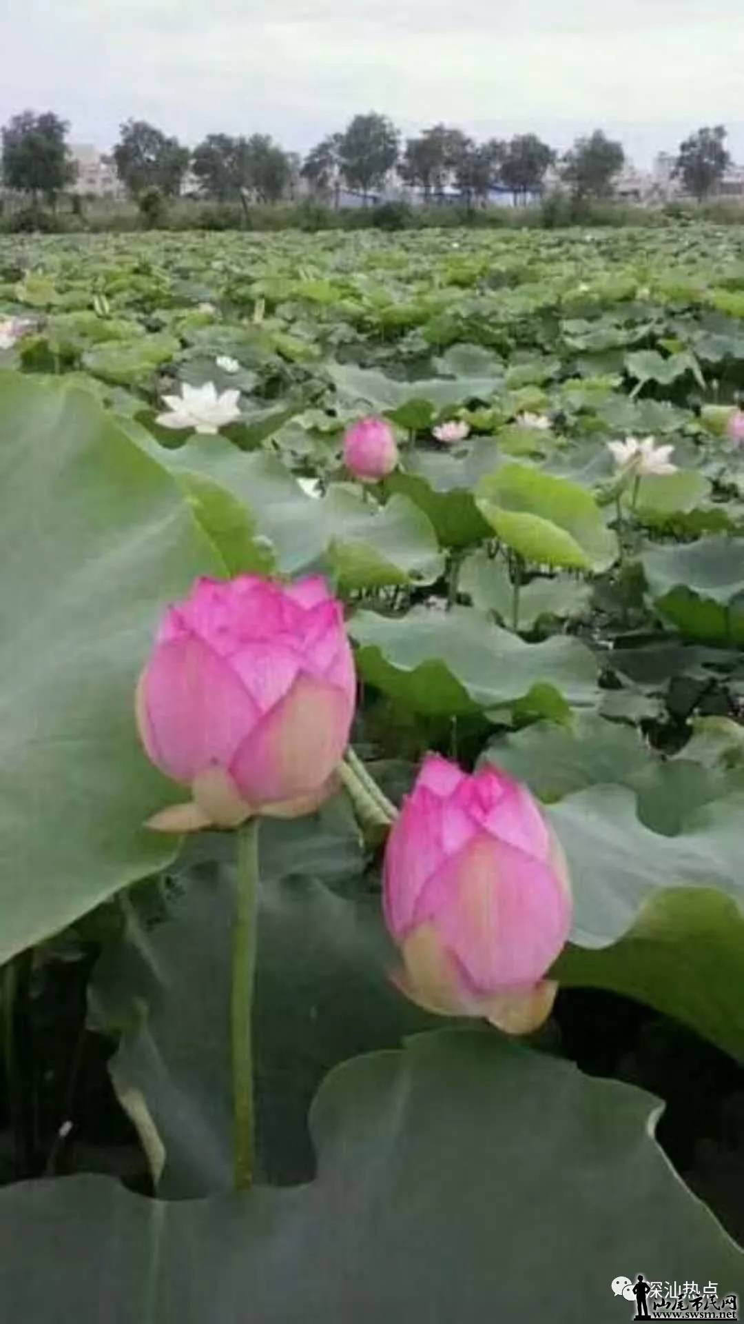 ��β����ط��ĺɻ�ʢ�ţ���ͷ�µĺɻ��ػ����ɾ���