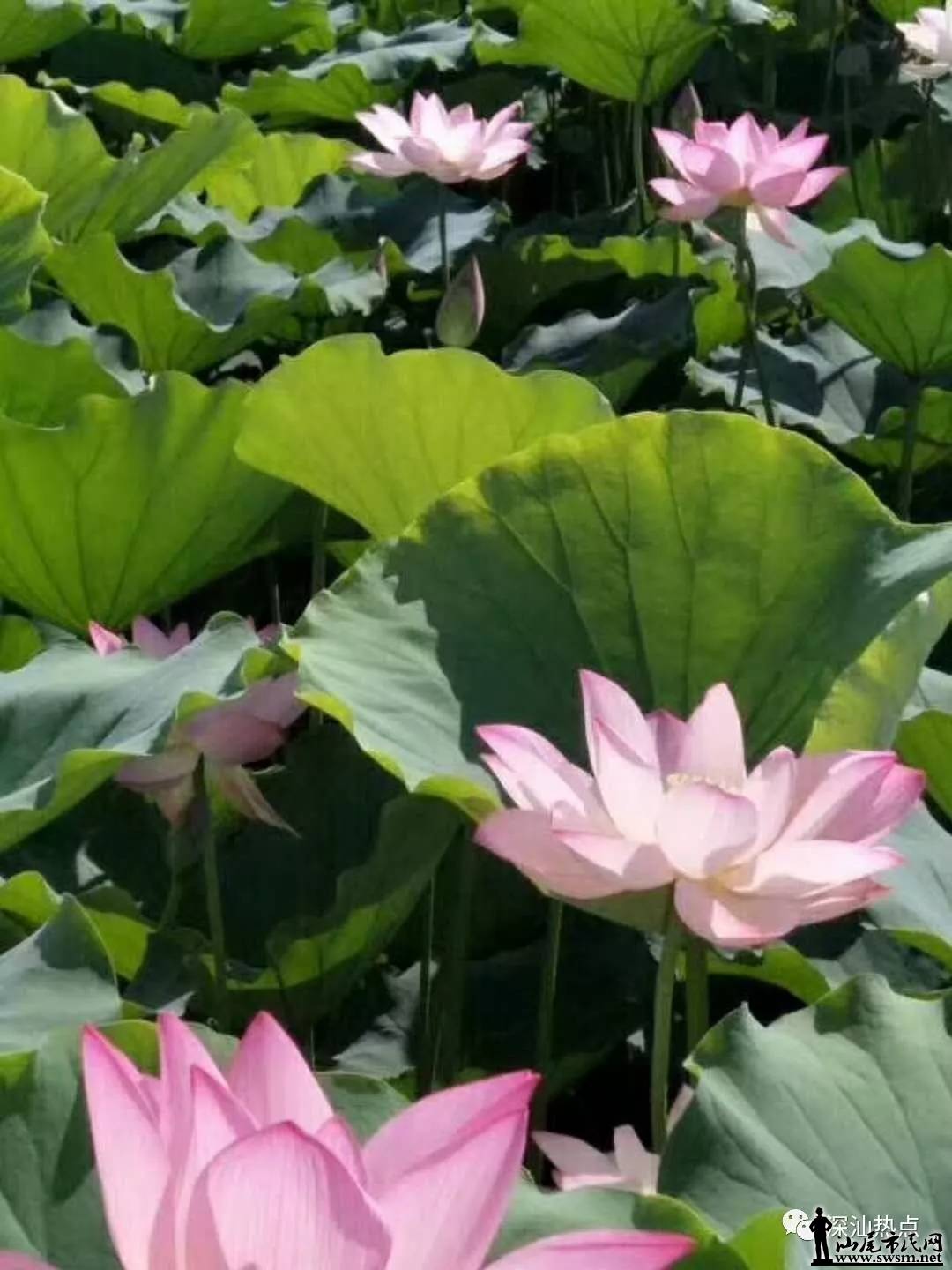 ��β����ط��ĺɻ�ʢ�ţ���ͷ�µĺɻ��ػ����ɾ���