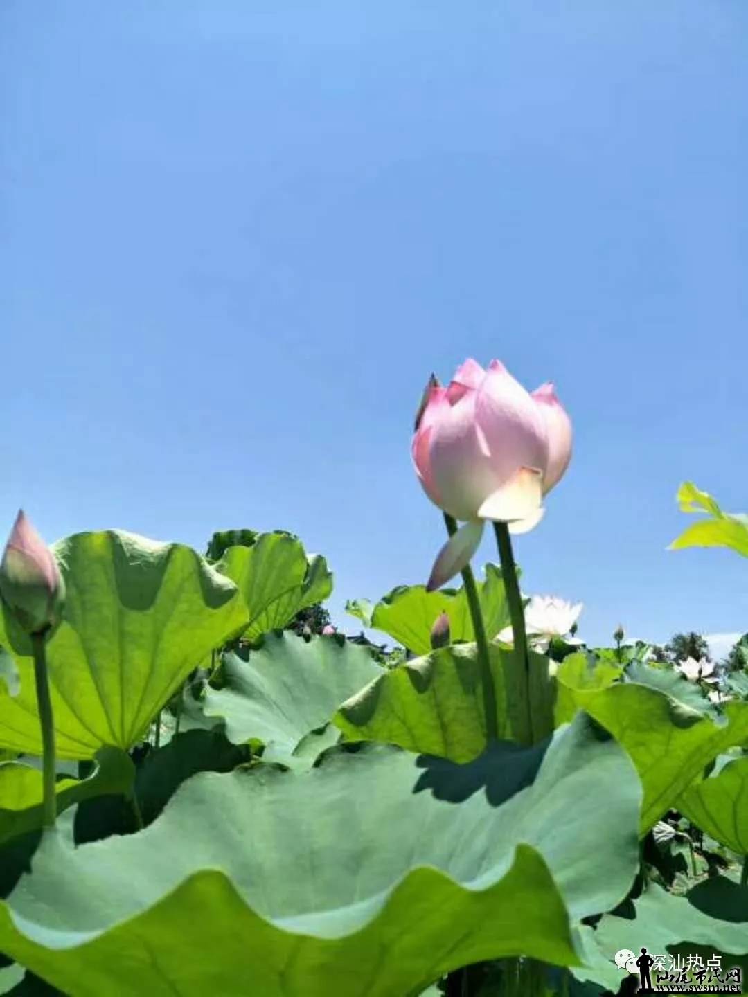 ��β����ط��ĺɻ�ʢ�ţ���ͷ�µĺɻ��ػ����ɾ���