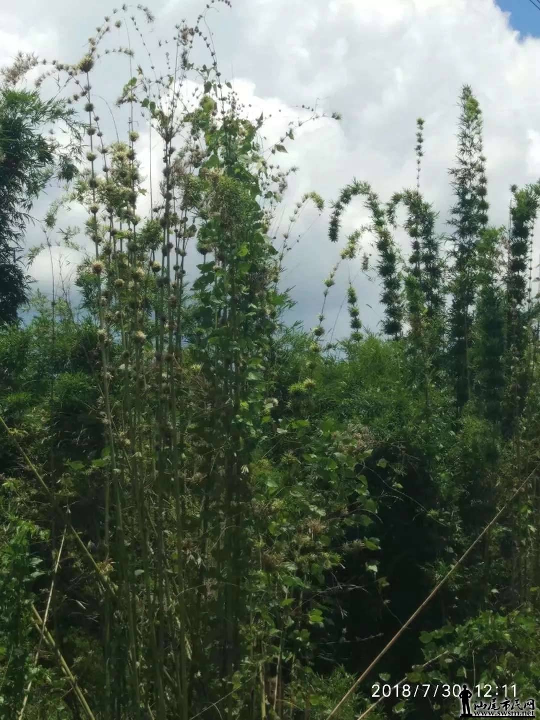 ����ɽ������̬����Ȼ���������ǡ���