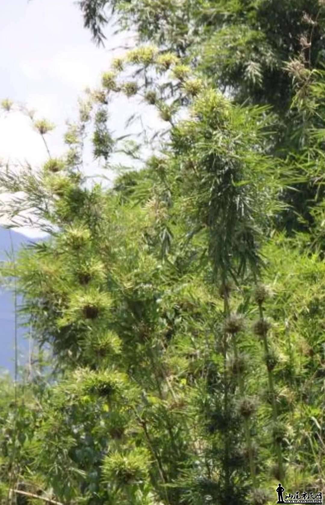 ����ɽ������̬����Ȼ���������ǡ���