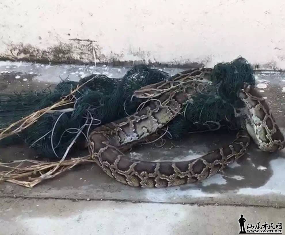 ���ᾪ�ִ����ߣ���ץ��Ź���ɽ��