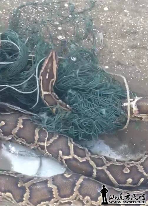 ���ᾪ�ִ����ߣ���ץ��Ź���ɽ��