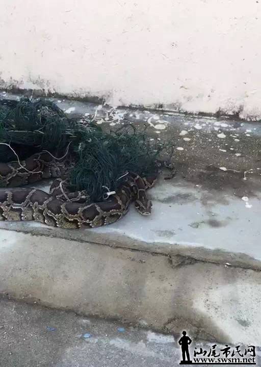 ���ᾪ�ִ����ߣ���ץ��Ź���ɽ��