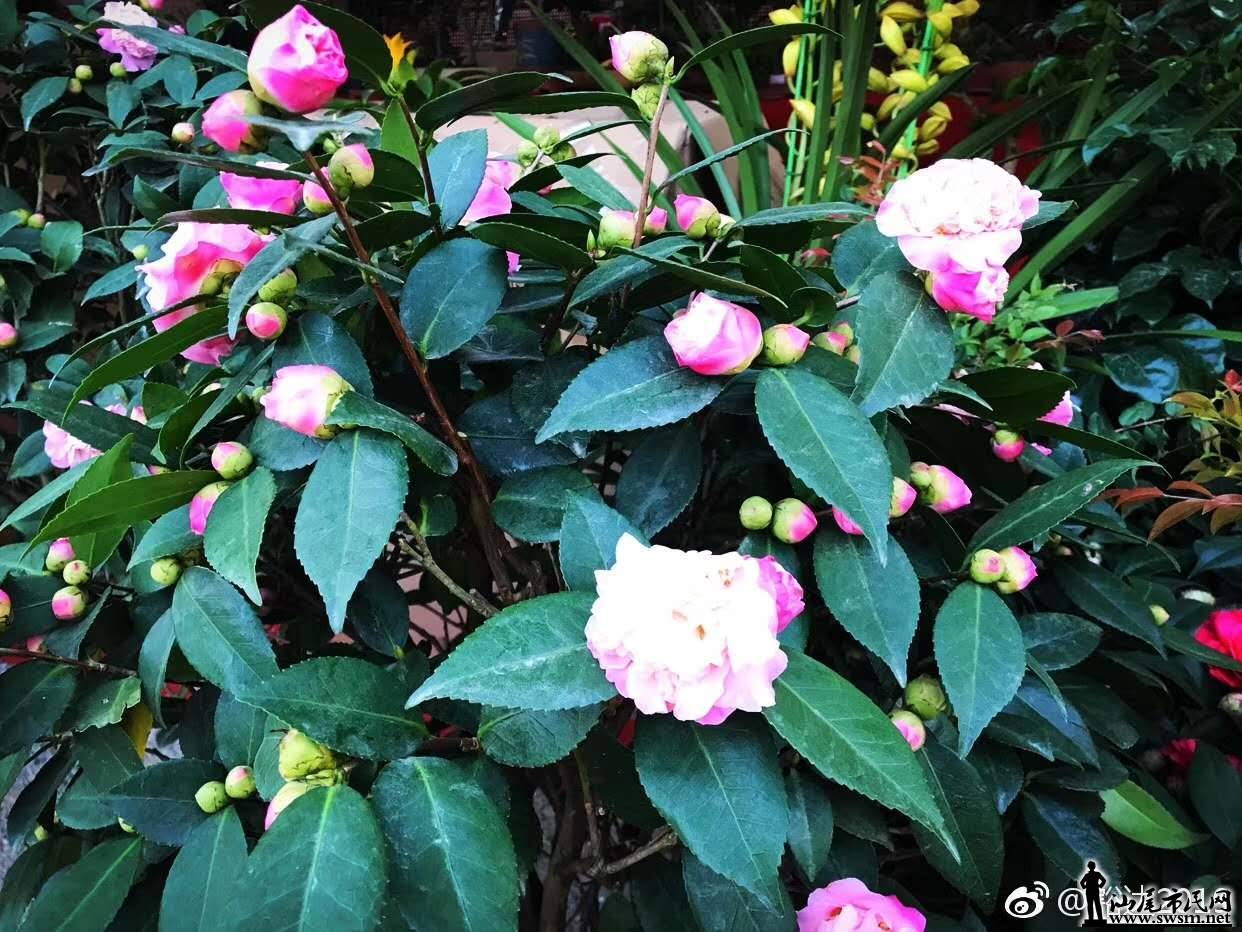 wechat_upload15485198395c4c899f0850b