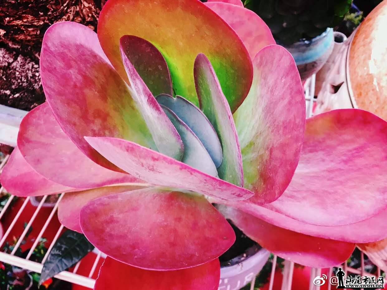 wechat_upload15485198395c4c899fcdbfe