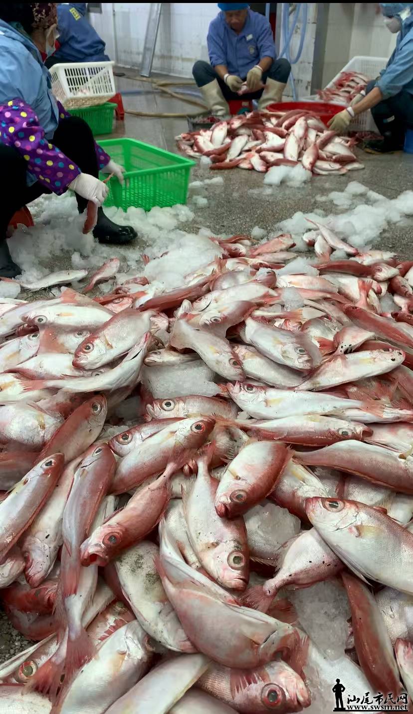 �ʴ�������β�з��У����ڻ�ˮ������ ��ũ��������ɫ����2.jpg