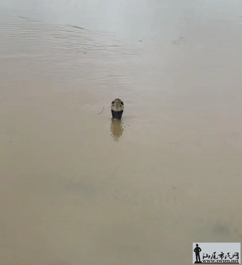 e08fb163456342478ccda27b1e7c89e0.png