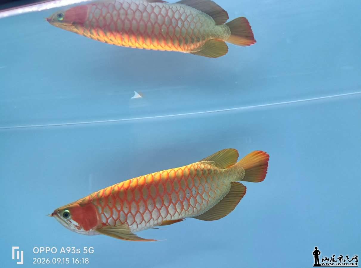 ת��3.png