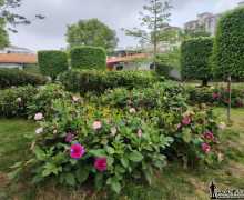 ��԰ʽ��ί���Ժ