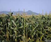 ÷¤����·�����׵�˶������