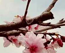 ����ʢ��